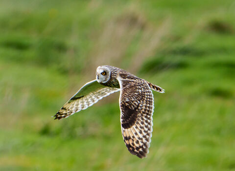 Short-eared Owl in flight