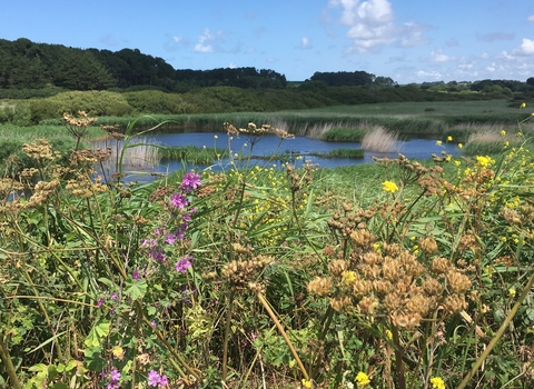 RSPB reserve, Marazion Marsh