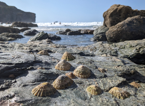 limpets