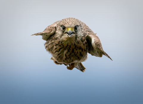 Kestrel in stoop mode