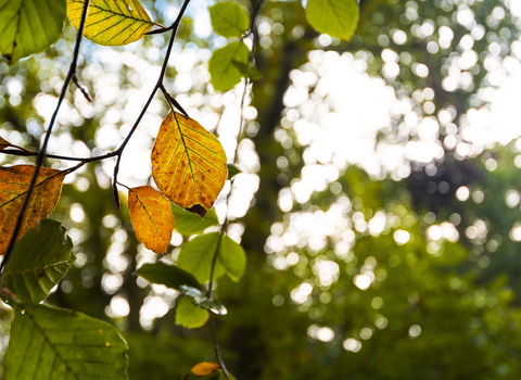 Turning leaves