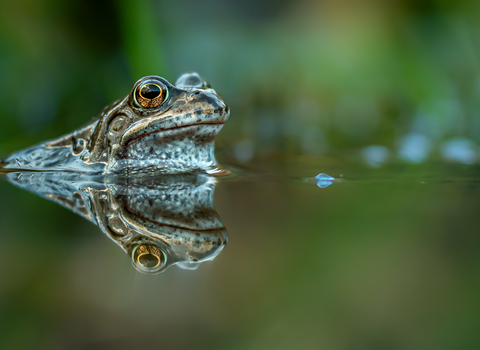 Common frog, Penryn campus. Image by Ben Hancock-Smith