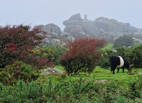 Helman Tor with Belted Galloway in the foreground