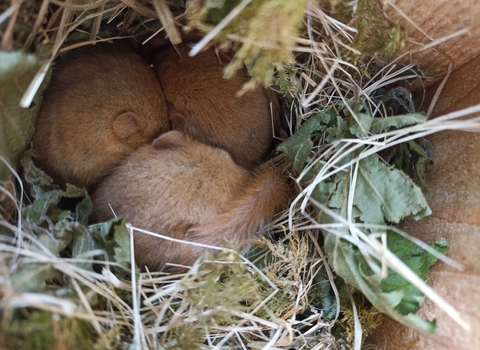 Hazel dormice in box. Image by Laura Snell