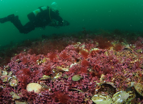 Diver over maerl bed Pendennis. Image by Matt Slater