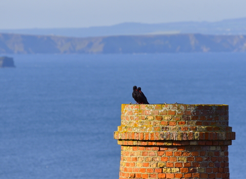 A pair of Cornish Choughs sat on an old tin mine