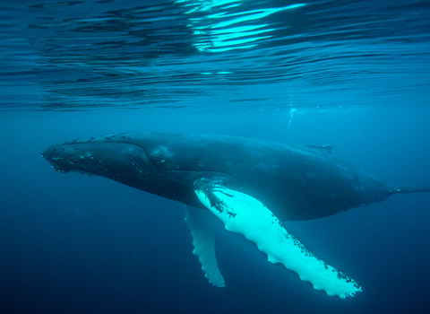Humpback whale