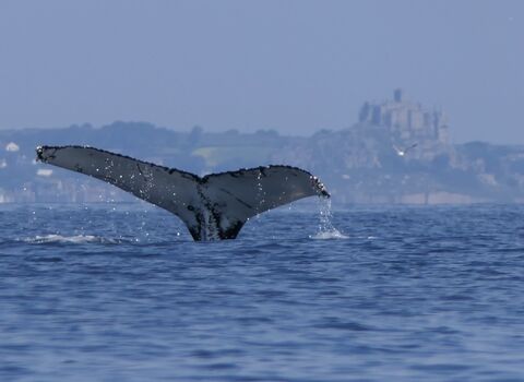 Humpback whale in Mounts Bay, Cornwall