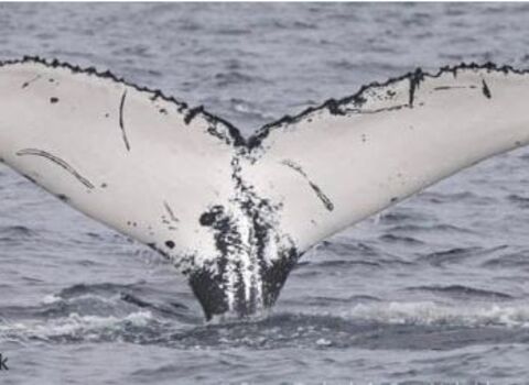 Humpback whale 'Pi'