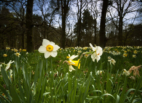 Daffodils on the forest floor.