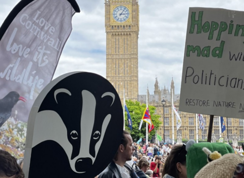 People participating in a protest. One person holds a sign with a large badger image; another person, dressed as a frog, holds a sign reading "Hopping mad with Politicians! Restore Nature Now". Big Ben is visible in the background.