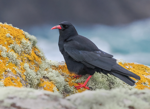 Cornish Chough, Lands End