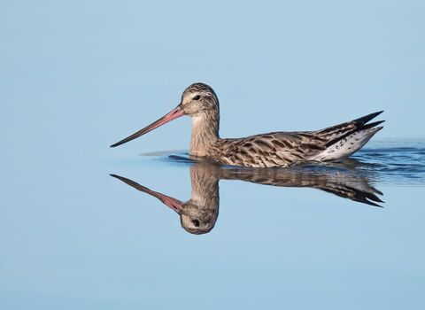 an entry from the 2024 Cornwall Wildlife Trust photography competition shows a bar tailed godwit with it's reflection in a still blue body of water