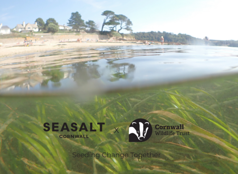 seasalt