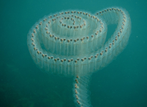 Sea salps shown in beautiful seas by David Hamilton taken in West Cornwall