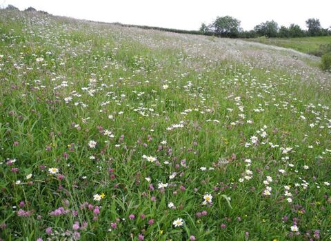 Ebernoe Meadows