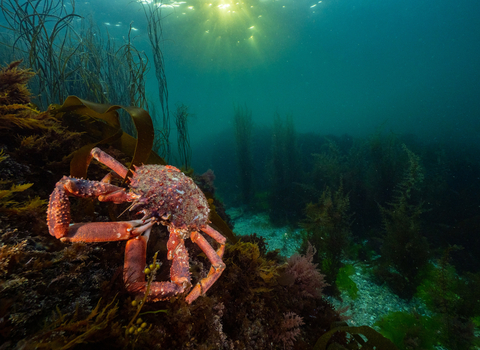 European spider crab