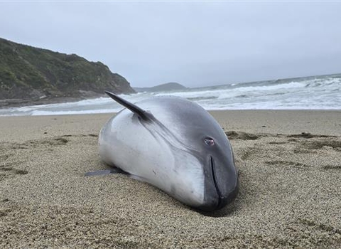 a harbour porpoise stranded on sand, the sea and green cliffs visible in the background