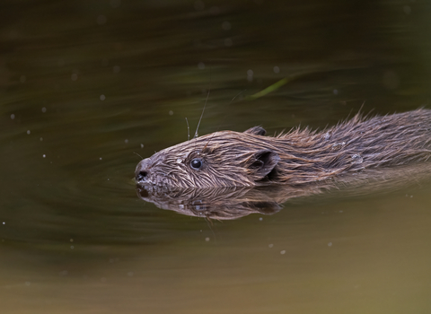 European beaver by Adrian Langdon