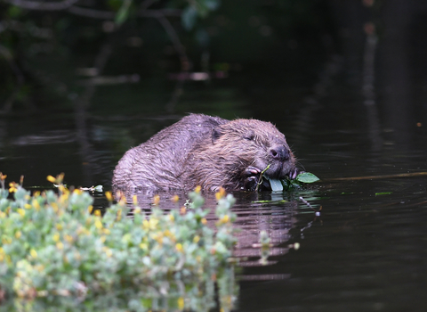 A beaver in a river with some foliage in the foreground