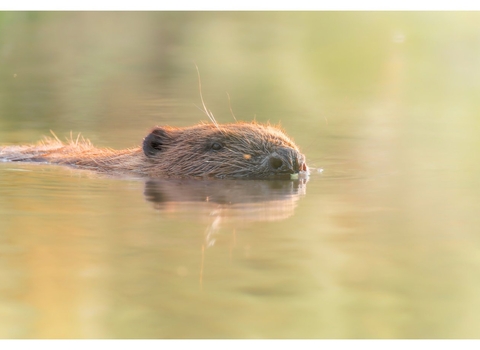 A beaver swimming 