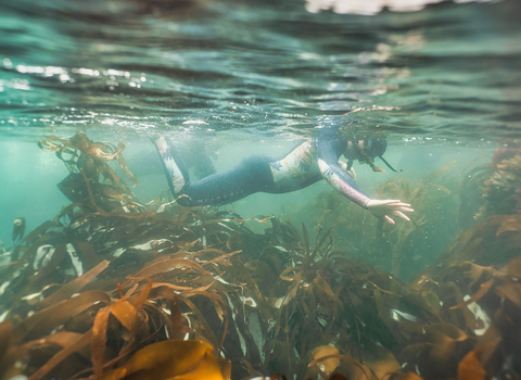 Snorkel safari