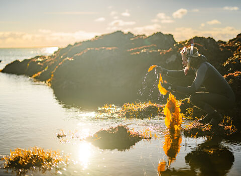 a snorkeller picking up kelp on the shoreline