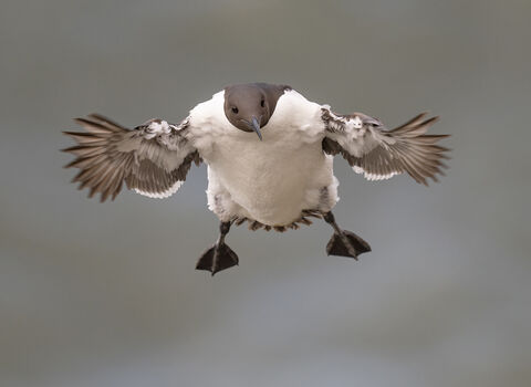 Guillemot in flight