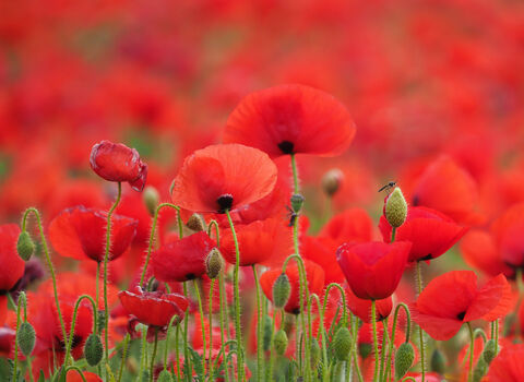 A field of bright red poppies