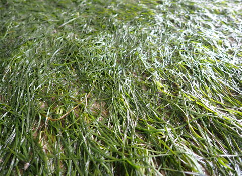 intertidal seagrass uncovered by a low tide