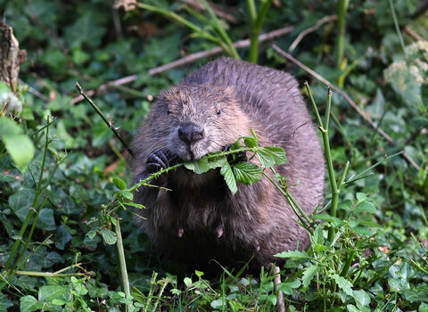 Beaver Eating - David Parkyn