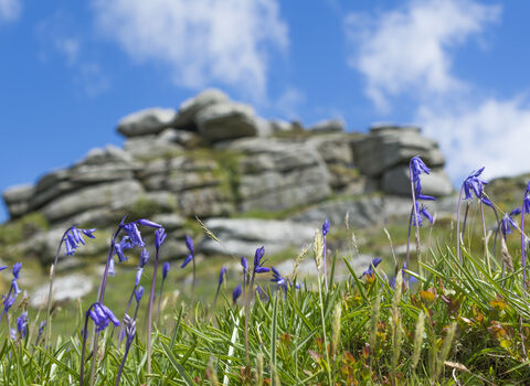 Bluebells with Helman Tor in the background