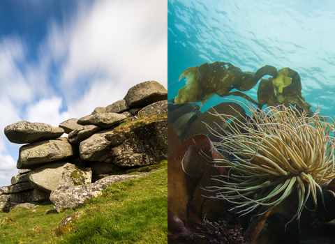 Split image, left: Helman Tor; right: snakelocks anemone underwater