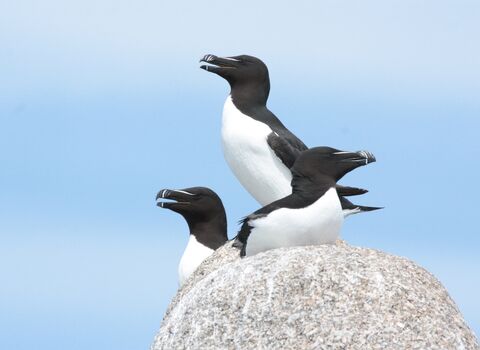 Three razorbills perched on a rock