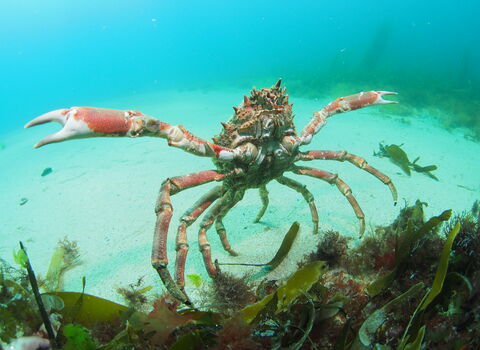 Spider crab extending claws underwater