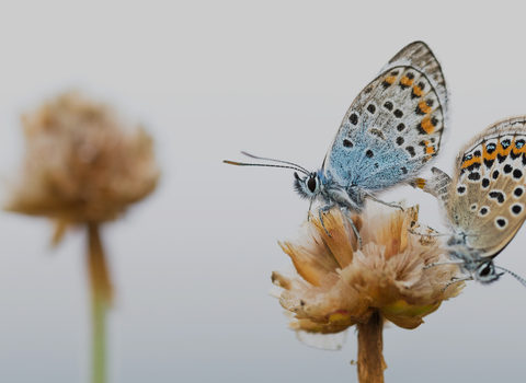 silver-studded blue butterflies mating on browning flowers