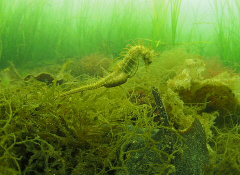 A seahorse on a seagrass bed