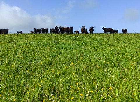 A group of cows stand atop a grassy hill against blue skies on farmland in cornwall