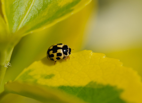 Ladybird