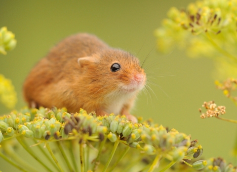 Harvest mouse