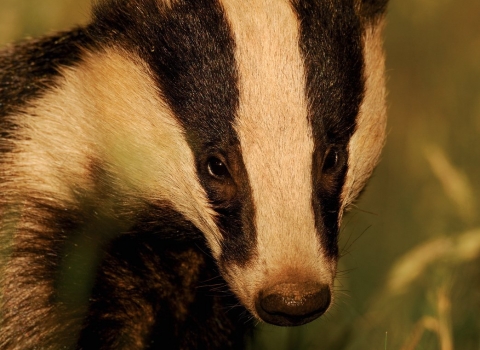 Badger Appeal