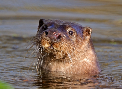 Otter