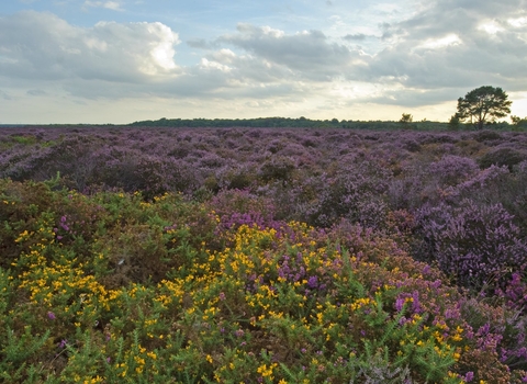 Heathland