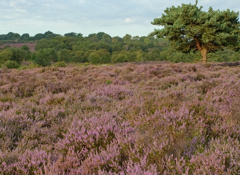 Heathland