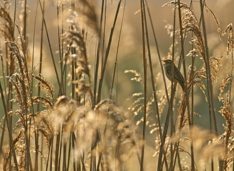 Sedge Warbler