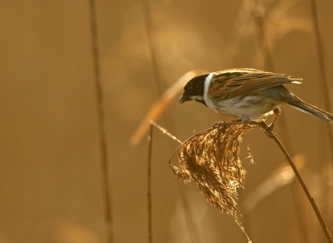 Reed Bunting