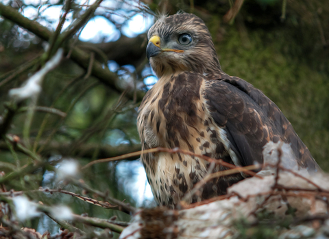 Buzzard Chick