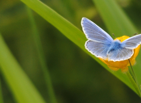 Common blue butterfly