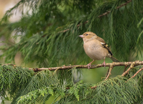 Female Chaffinch