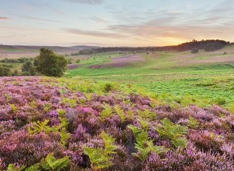 Heathland